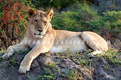 7 DAYS - BEST OF OKAVANGO DELTA SAFARI