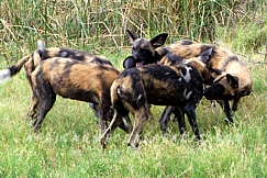 chitabemainokavango12 TIER 2 - BEST OF OKAVANGO DELTA