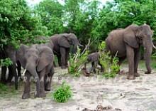 5. CHOBE ELEPHANTS & EASY ACCESSIBILITY TO VICTORIA FALLS