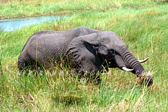 TIER 3 - OKAVANGO DELTA EXPLORER