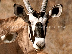 KGALAGADI TRANSFRONTIER