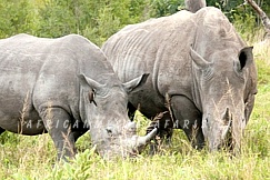 KHAMA RHINO