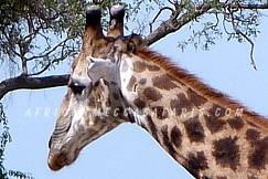 khutsegamereserve3