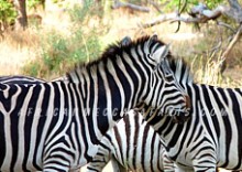 10. SECOND LARGEST ZEBRA & WILDEBEEST MIGRATION IN THE WORLD AT MAKGADIKGADI PANS