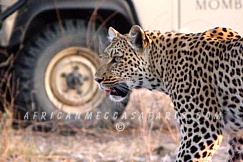 SAFARI PRICES & ITINERARIES