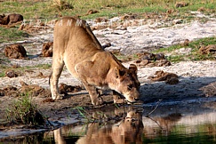 MOREMI GAME RESERVE