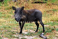 mokolodi MOKOLODI