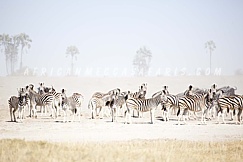 MAKGADIKGADI PANS