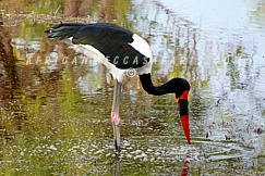 xakanaxacampokavango10